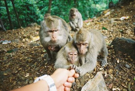Lomography 彩色負片 400/36 《單捲價》135底片 膠捲 35mm 感光度 ISO 400 36張：圖片 6